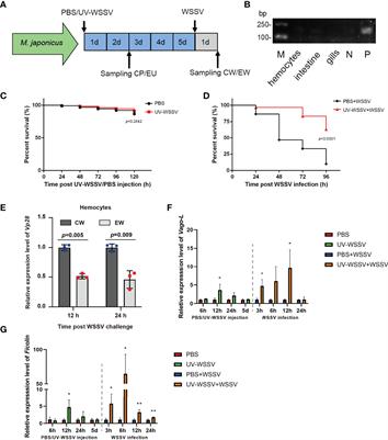 Metabolomic Investigation of Ultraviolet Ray-Inactivated White Spot Syndrome Virus-Induced Trained Immunity in Marsupenaeus japonicus